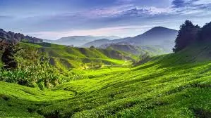 Cameron Highlands